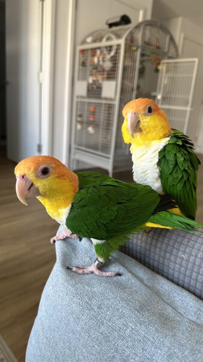 Review image for review 6234c37a-ea2e-46c1-a828-1b74c328b648