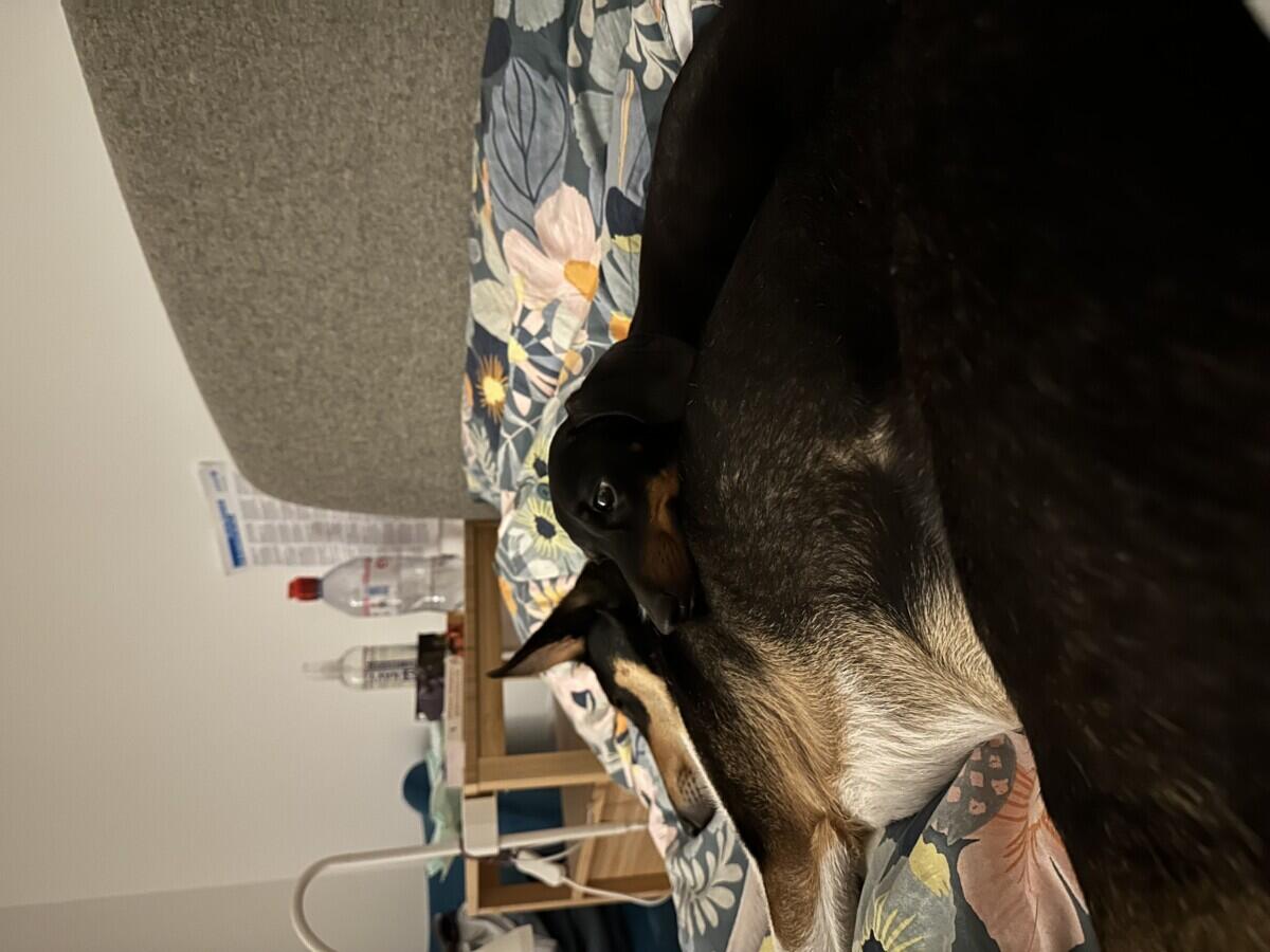 Review image for review 64bdba61-52ee-4ba5-89b8-16785fd10127